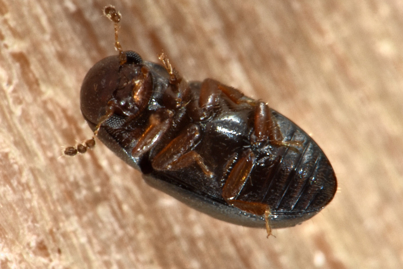 Ciidae: Octotemnus sp.? S. Octotemnus glabriculus